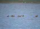 Zwaangans (Swan goose) Anser cygnoides - Ogii Nuur 14-08-2016 (5)